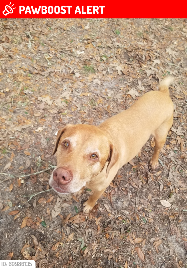 Lost Male Dog last seen 8 mile creek rd and stoddard rd, Pensacola, FL, Northwest Pensacola, FL 32526