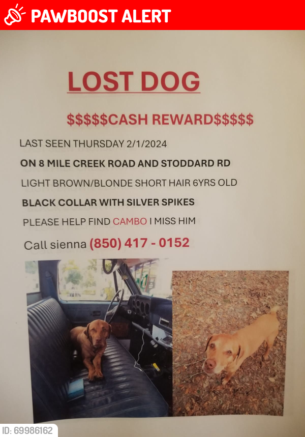 Lost Male Dog last seen 8 mile creek rd, Northwest Pensacola, FL 32526