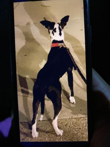 Lost Female Dog last seen Regency pkwy, District Heights, MD 20747