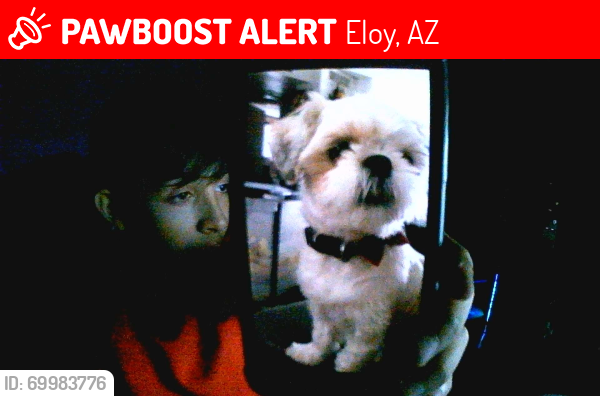 Lost Female Dog last seen Campbell Avenue neighborhood, Eloy, AZ 85131
