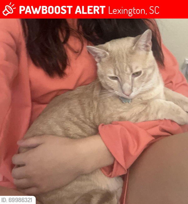 Lost Male Cat last seen lexington hills, Lexington, SC 29072