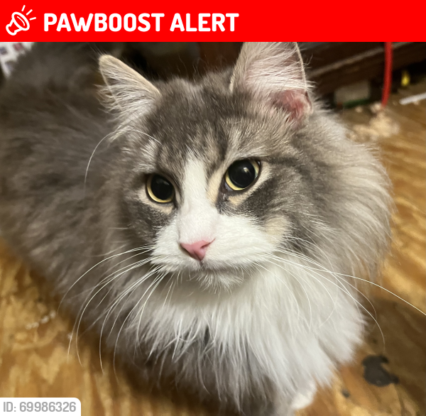 Lost Male Cat last seen Salamanca and Hemlock Dr., Coolbaugh Township, PA 18466