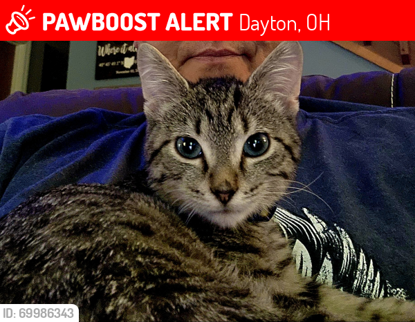 Lost Male Cat last seen Near cypressgate drive, dayton ohio, Dayton, OH 45424