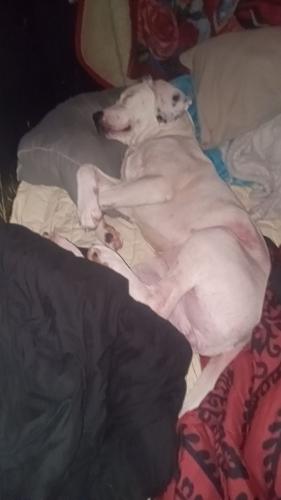 Lost Female Dog last seen Bridge OR/powers OR, Myrtle Point, OR 97458