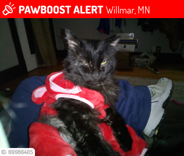 Lost Male Cat last seen Willmar behind McDonald's , Willmar, MN 56201