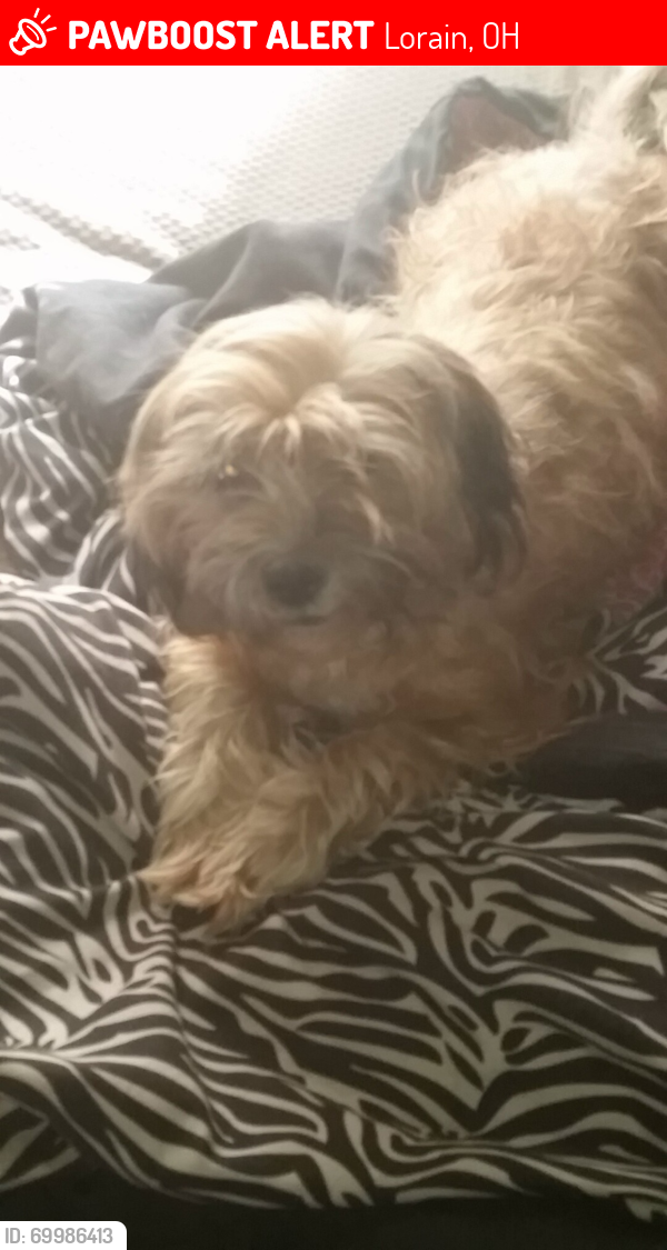 Lost Female Dog last seen Denver Ave, Elyria Ave , Lorain, OH 44052