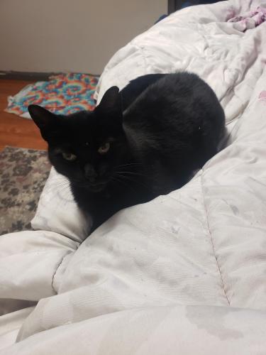 Lost Female Cat last seen Swartz rd and Darnell , Coventry Township, OH 44319