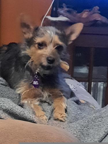 Lost Female Dog last seen Missing Chokey, three years old. Named Melody. We are visDays Inn by Wydham at 755 Avenida de Mesilla Las Cruces, NM, Las Cruces, NM 88005
