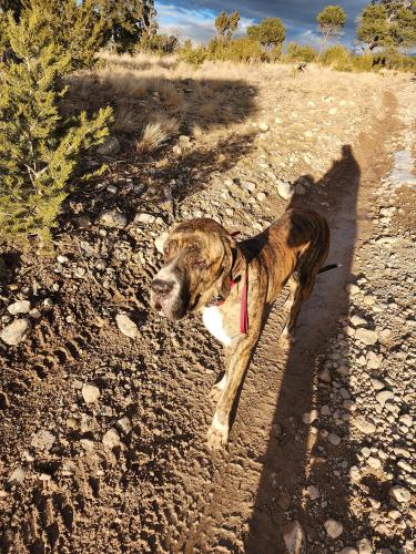 Lost Male Dog last seen Near and 377 , Nature Pointe Community, NM 87059