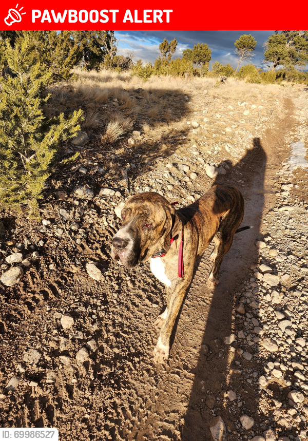 Lost Male Dog last seen Near and 377 , Nature Pointe Community, NM 87059