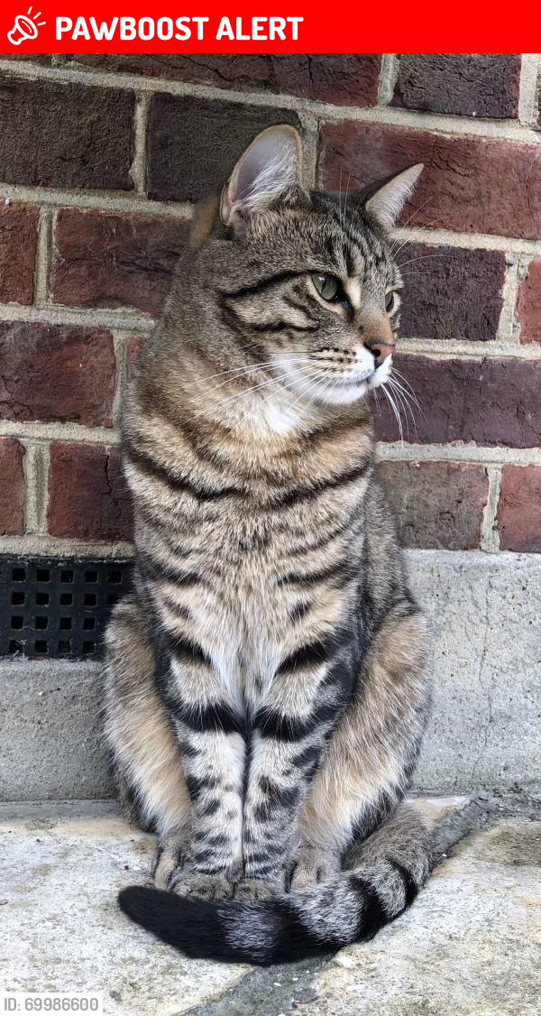 Lost Male Cat last seen Alric Avenue, Greater London, England KT3 4JP