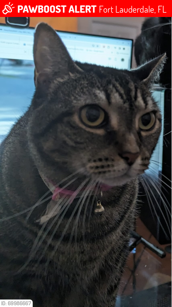 Lost Female Cat last seen Mapleridge, Fort Lauderdale, FL 33312