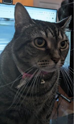 Lost Female Cat last seen Mapleridge, Fort Lauderdale, FL 33312