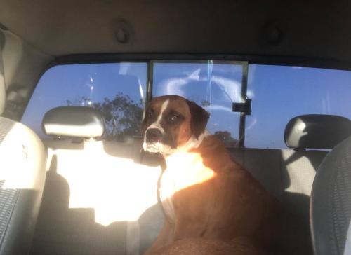 Lost Male Dog last seen Golden Oaks addition , Henderson County, TX 75156