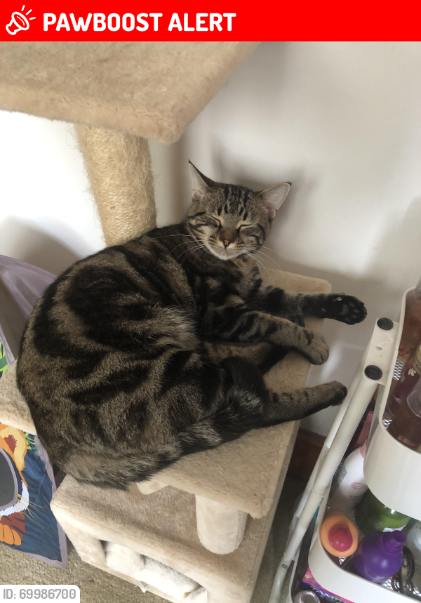 Lost Female Cat last seen Near markle run road and peppytown , Reading Township, PA 17316