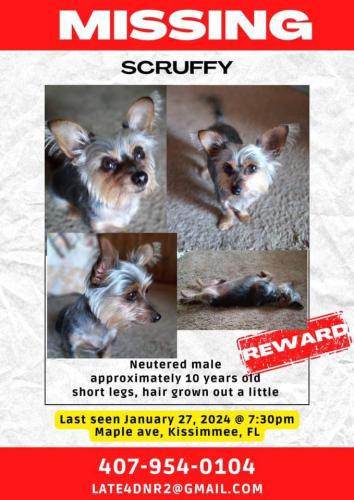 Lost Male Dog last seen Maple Avenue , Kissimmee, FL 34741