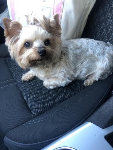 Found/Stray Unknown Dog last seen Jennings Mill Road and Orchard Creek Drive, Athens, GA 30606