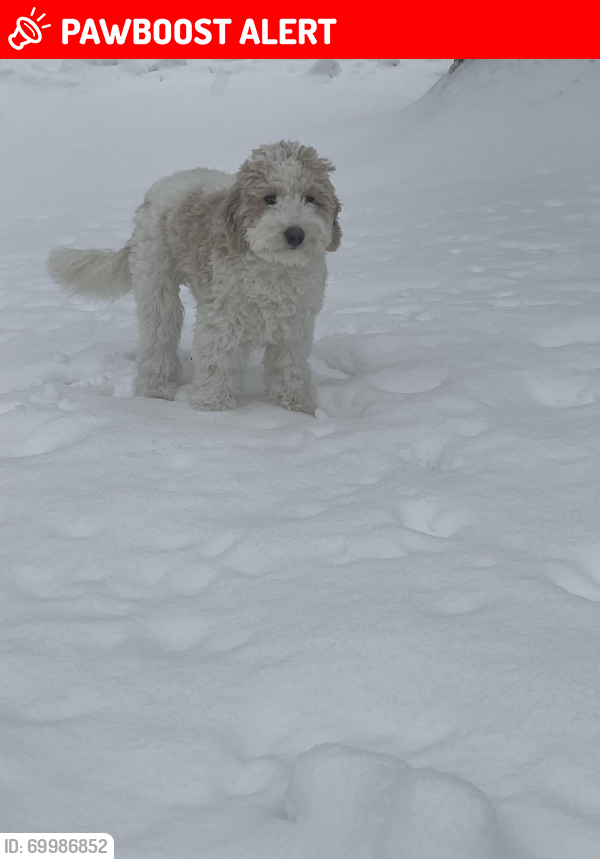 Lost Female Dog last seen Tyrone hills golf club, Fenton, MI 48430