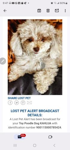 Lost Female Dog last seen Sherwood and Cresthaven near Jog Rd , Greenacres, FL 33415