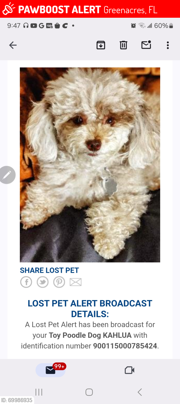 Lost Female Dog last seen Sherwood and Cresthaven near Jog Rd , Greenacres, FL 33415