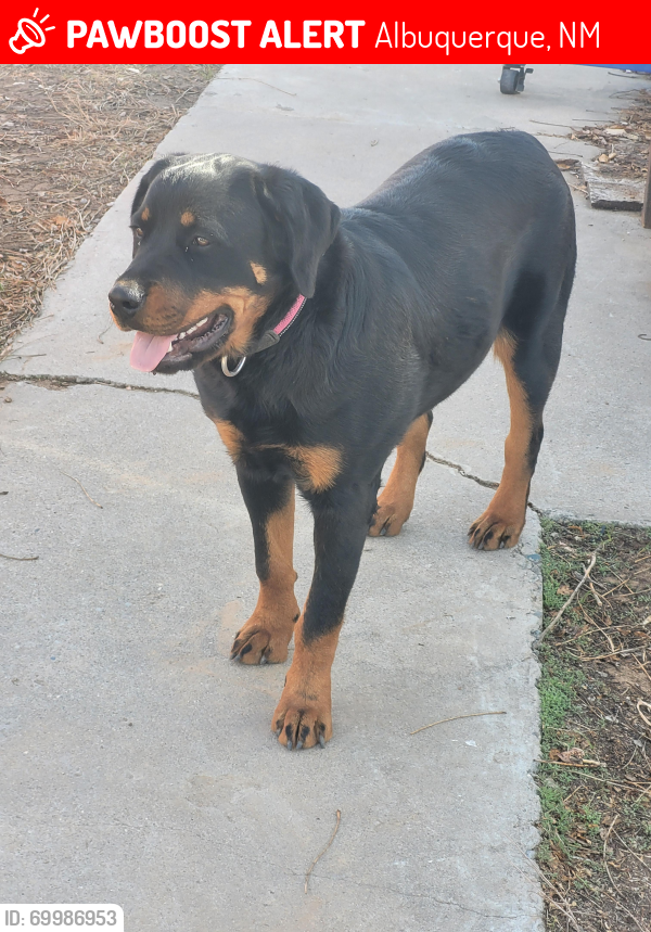 Lost Female Dog last seen Barcelona rd sw 87105, Albuquerque, NM 87105