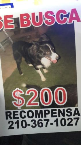 Lost Male Dog last seen West avenue , San Antonio, TX 78213