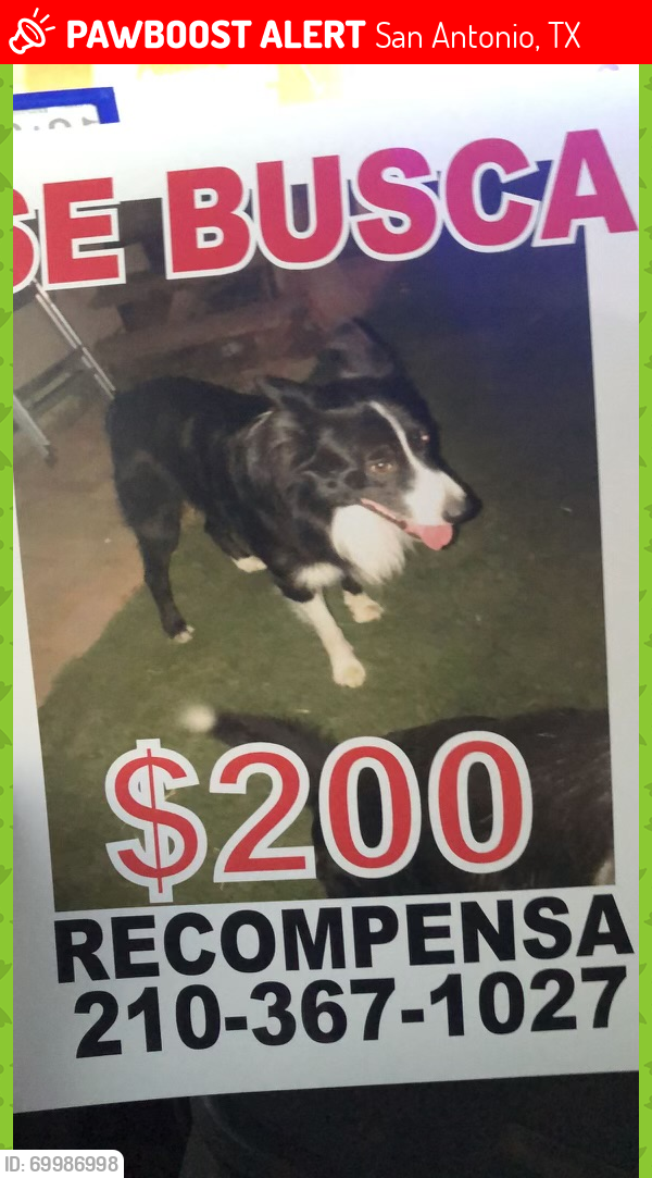 Lost Male Dog last seen West avenue , San Antonio, TX 78213
