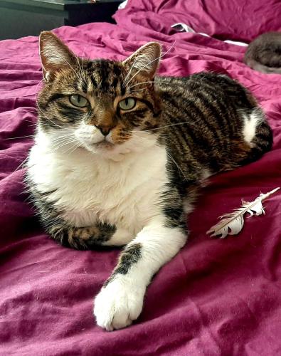 Lost Male Cat last seen MK9, Milton Keynes, England 