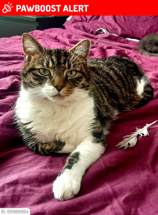 Lost Male Cat last seen MK9, Milton Keynes, England 