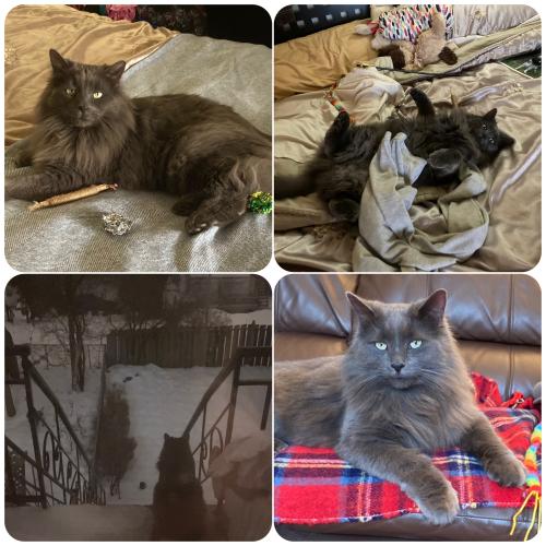 Lost Male Cat last seen Dupuis-Clanrd , Montreal, QC H3X 2R1
