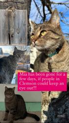 Lost Female Cat last seen First Sun Management, behind Mellow Mushroom on Tiger Blvd, Clemson, SC 29631