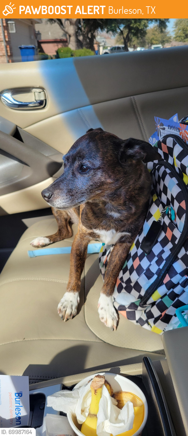 Burleson, TX Stray Male Dog Found Near McAlister | PawBoost