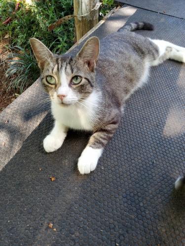 Lost Male Cat last seen Carson/Shiloh Rd , Oconee County, SC 29672