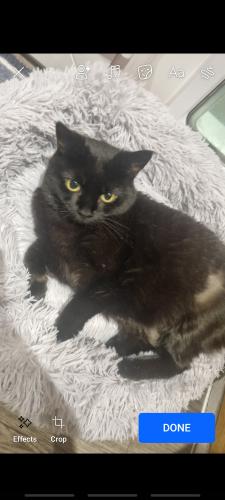 Lost Female Cat last seen Opposite side of The Ark pub, Southampton, England SO18 2FH