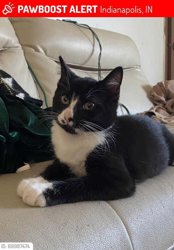 Lost Male Cat last seen Pleasant Creek Drive by County Line , Indianapolis, IN 46227