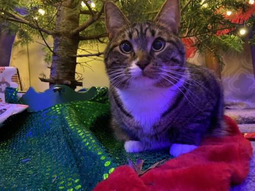 Lost Male Cat last seen Bluemound and woodmans, Grand Chute, WI 54914