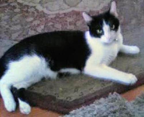 Lost Male Cat last seen Garfield and Riggin, Monterey Park, CA 91755