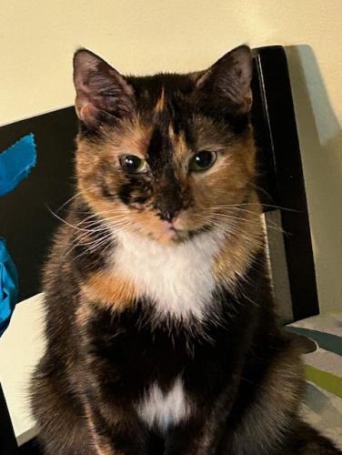 Lost Female Cat last seen Near 7-11, Montgomery Village, MD 20886