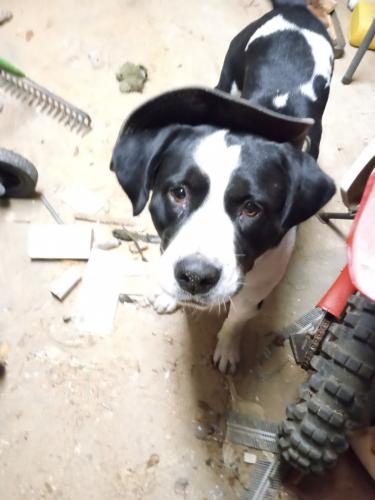 Lost Male Dog last seen Nelson St around the Shell station, Santa Rosa County, FL 32566