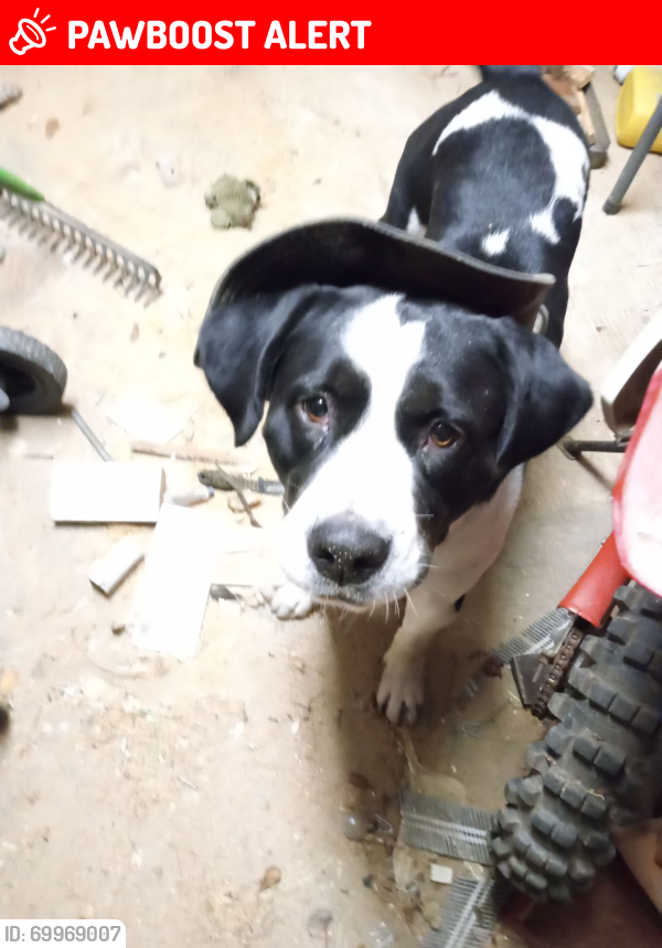 Lost Male Dog last seen Nelson St around the Shell station, Santa Rosa County, FL 32566