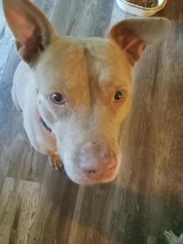 Lost Female Dog last seen 172/W chaonia landing, Black River Township, MO 63967