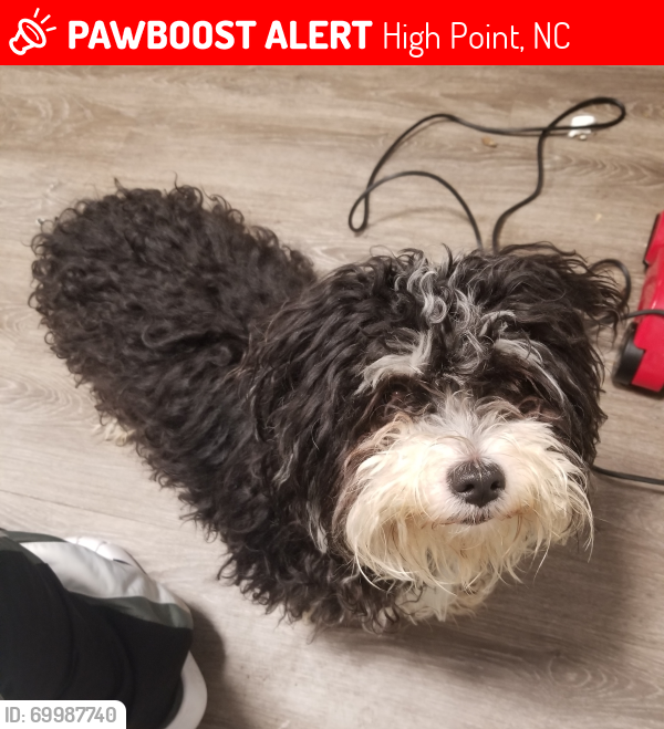 Lost Male Dog last seen Old thomasville and Clinton St, High Point, NC 27260