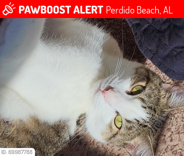 Lost Male Cat last seen Lakeview and Faires rd, Perdido Beach, AL 36530