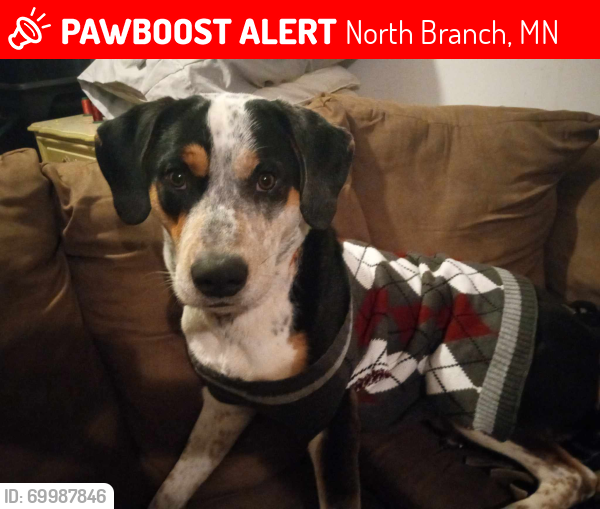 Lost Male Dog last seen pine lane , North Branch, MN 55056