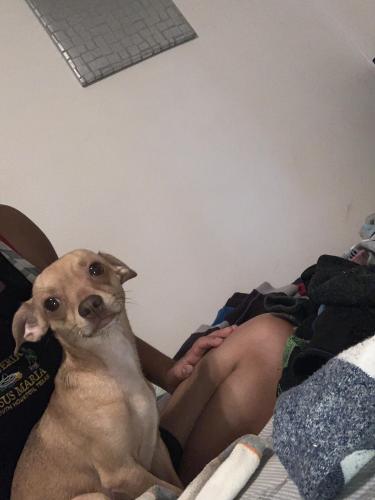 Lost Male Dog last seen Lacy Dr and Ivie Lee St., Baytown, TX 77520