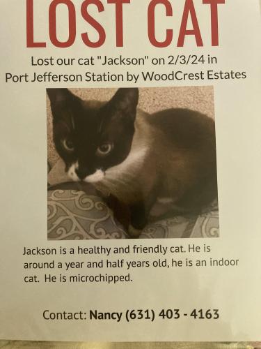 Lost Male Cat last seen Woodcrest Drive and Rte 347, Port Jefferson Station, NY 11776