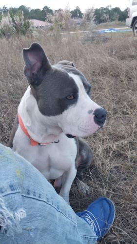 Lost Male Dog last seen Highway 301 and old Jacksonville road near Citra highlands, Citra, FL 32113