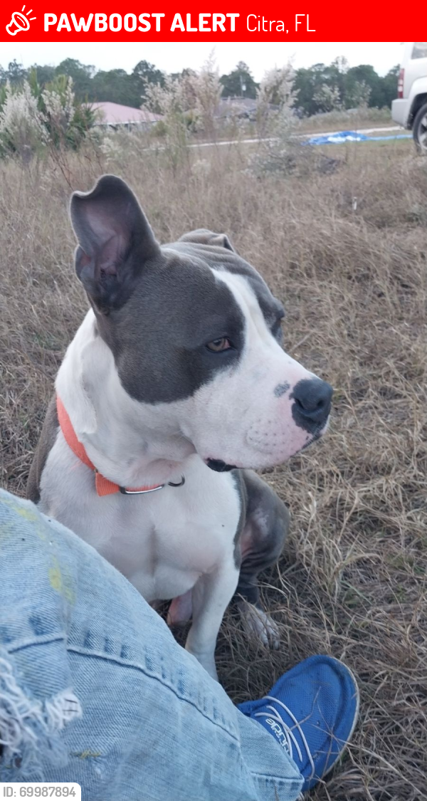 Lost Male Dog last seen Highway 301 and old Jacksonville road near Citra highlands, Citra, FL 32113