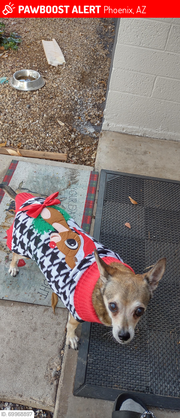 Lost Female Dog last seen 41stAve Thomas PHX , Phoenix, AZ 85051