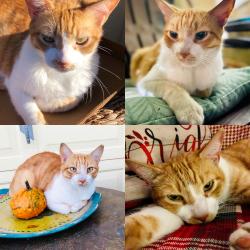 Lost Male Cat last seen Leihua Street, Waianae, HI 96792